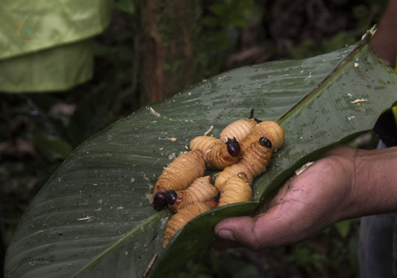 Ver Chontacuro, insecte d'Amazonie d'Équateur - ITK Voyage