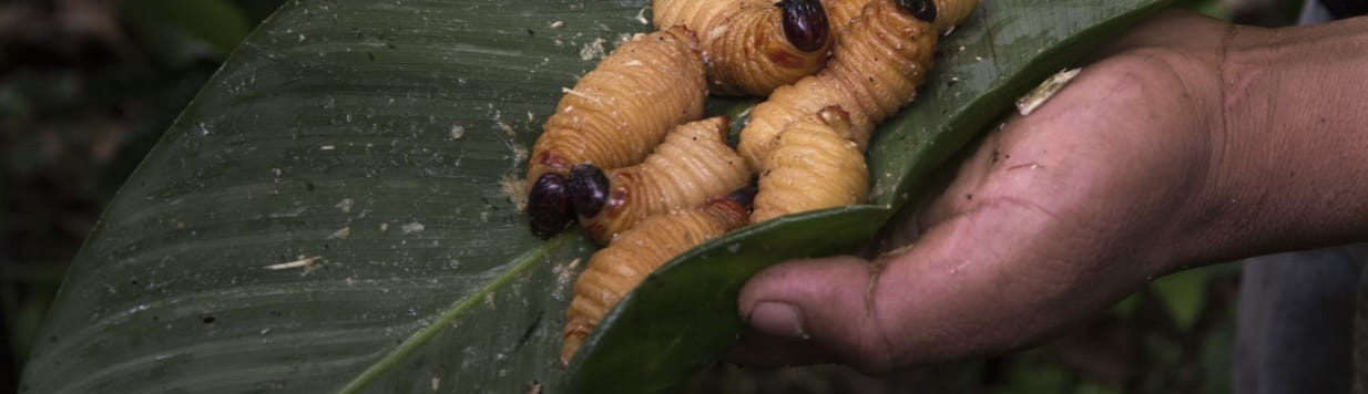 Les insectes en Amazonie d'Équateur - ITK Voyage
