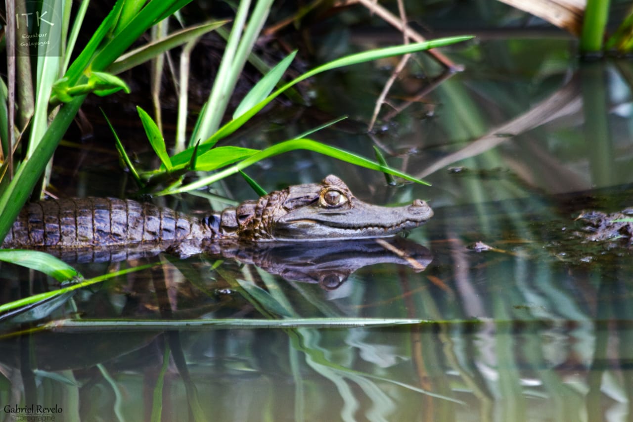 Caiman noir en Amazonie d'Équateur (Melanosuchus niger)
