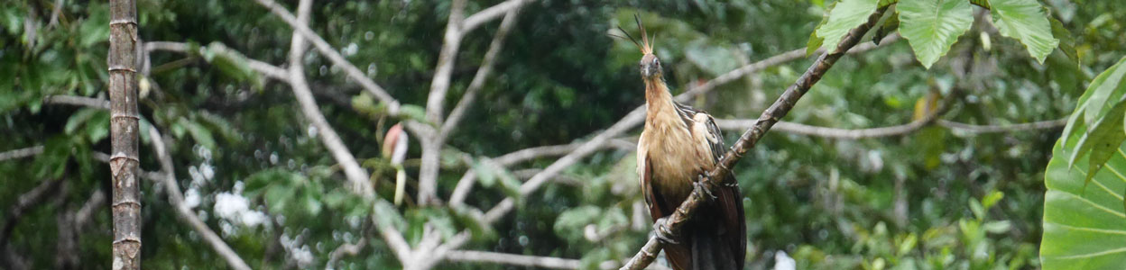 Amazonie d'Équateur: oiseaux