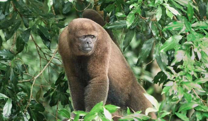 Amazonie d'Équateur: singe laineux