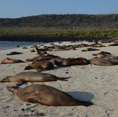 Circuit aux îles Galapagos