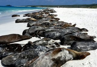 Les îles Galapagos en Equateur