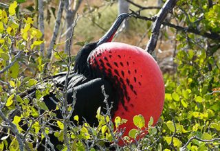 Voyage tradition aux îles Galapagos