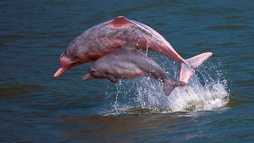 Dauphins roses d'Amazonie (botos)