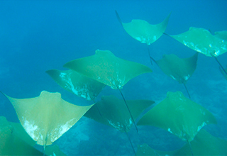 Voyage plongée aux îles Galapagos