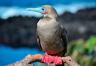 Voyage aux îles Galapagos intégral