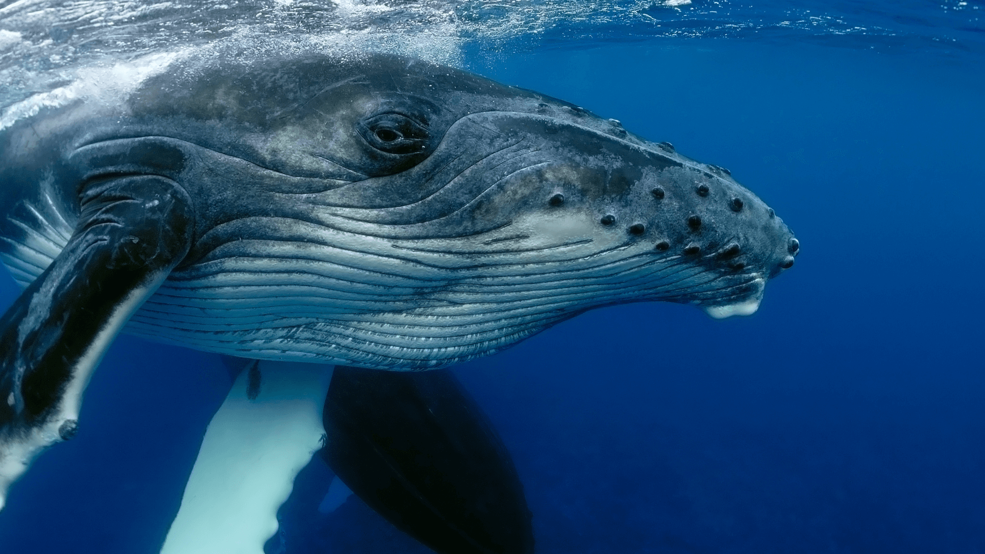 Baleine à bosse océan pacifique Equateur
