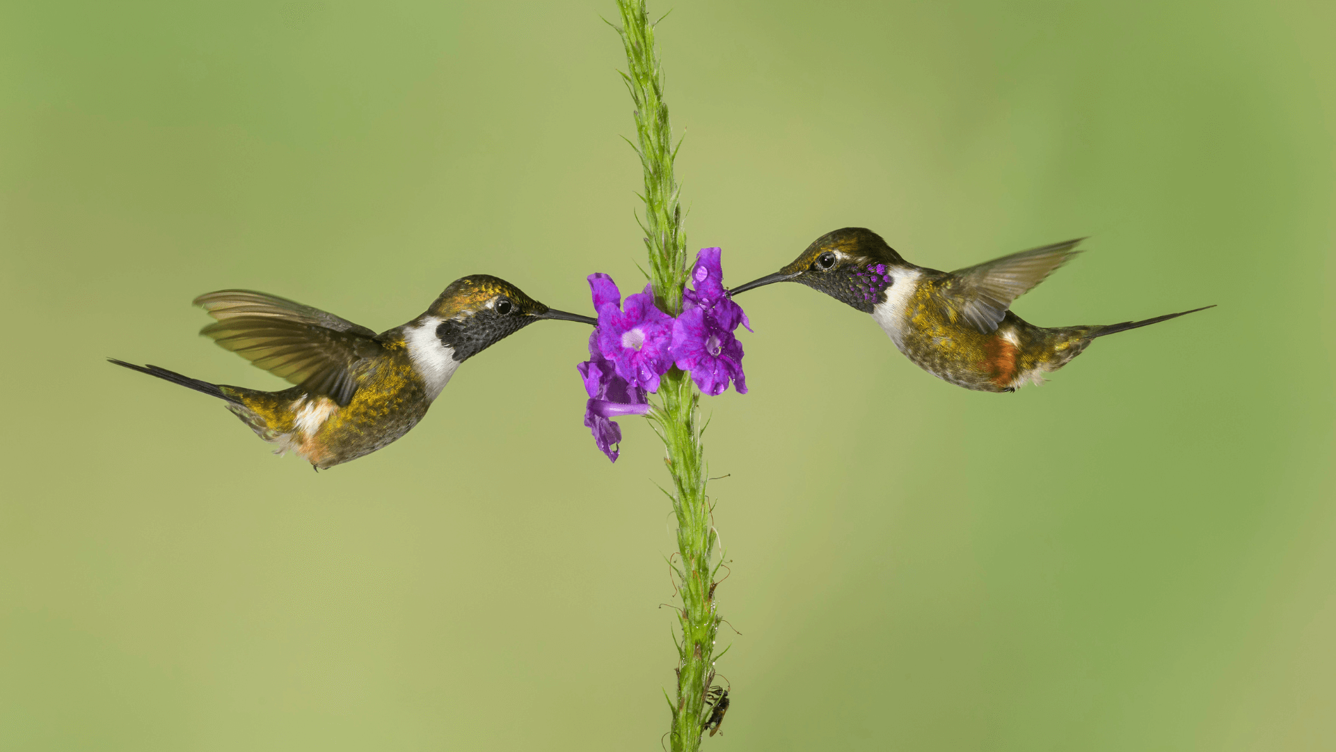 Colibri (Equateur)