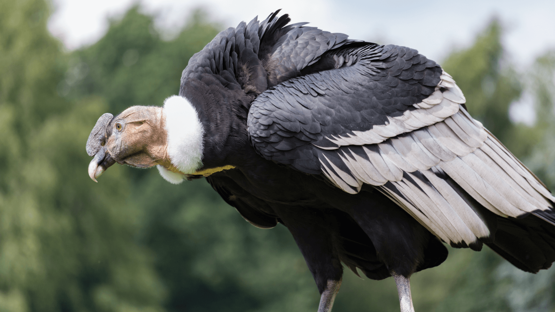 Condor des Andes (Equateur)