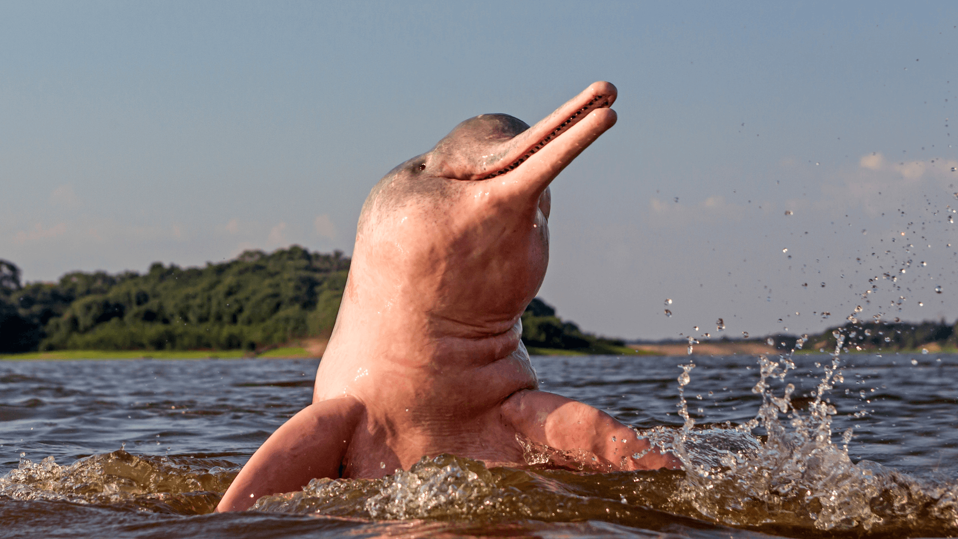 Dauphin rose de rivière d'Amazonie (Equateur)