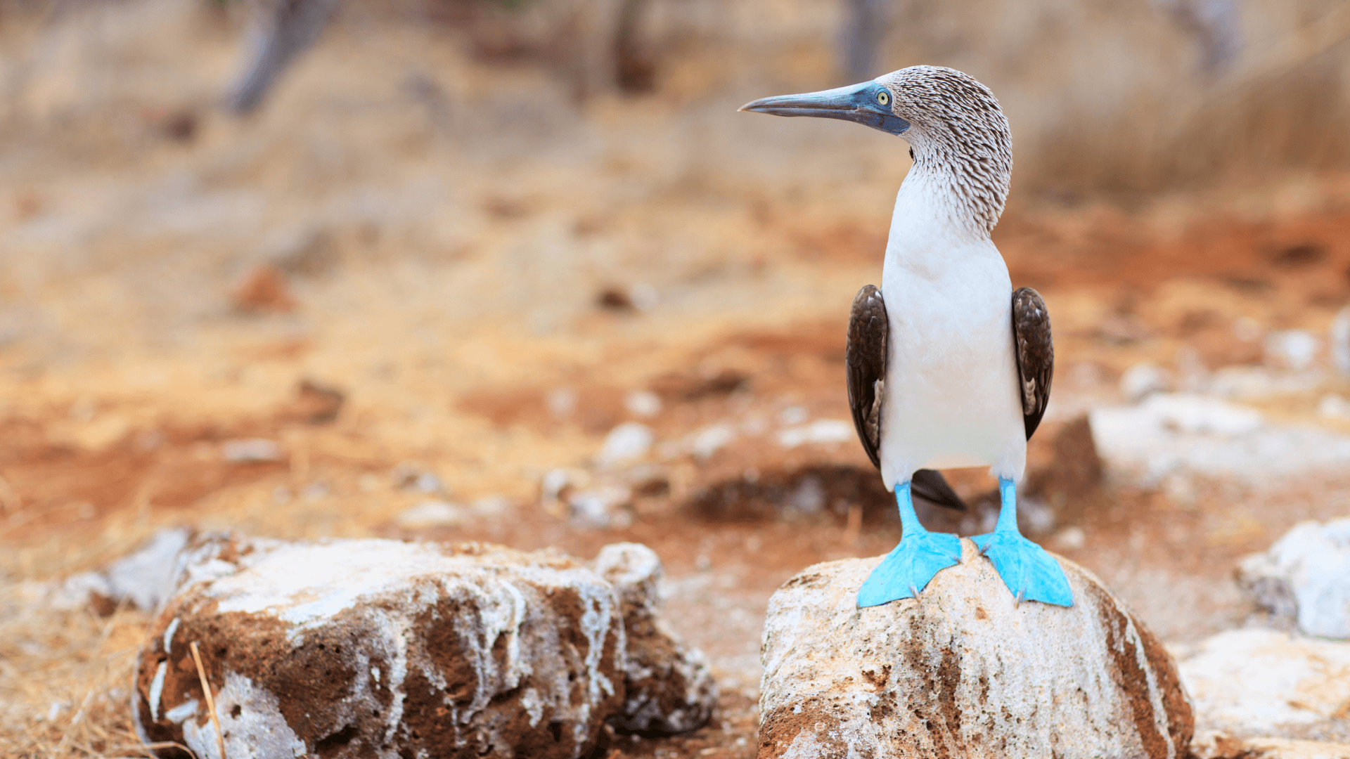 Fou à pieds bleus des Galapagos (Equateur)