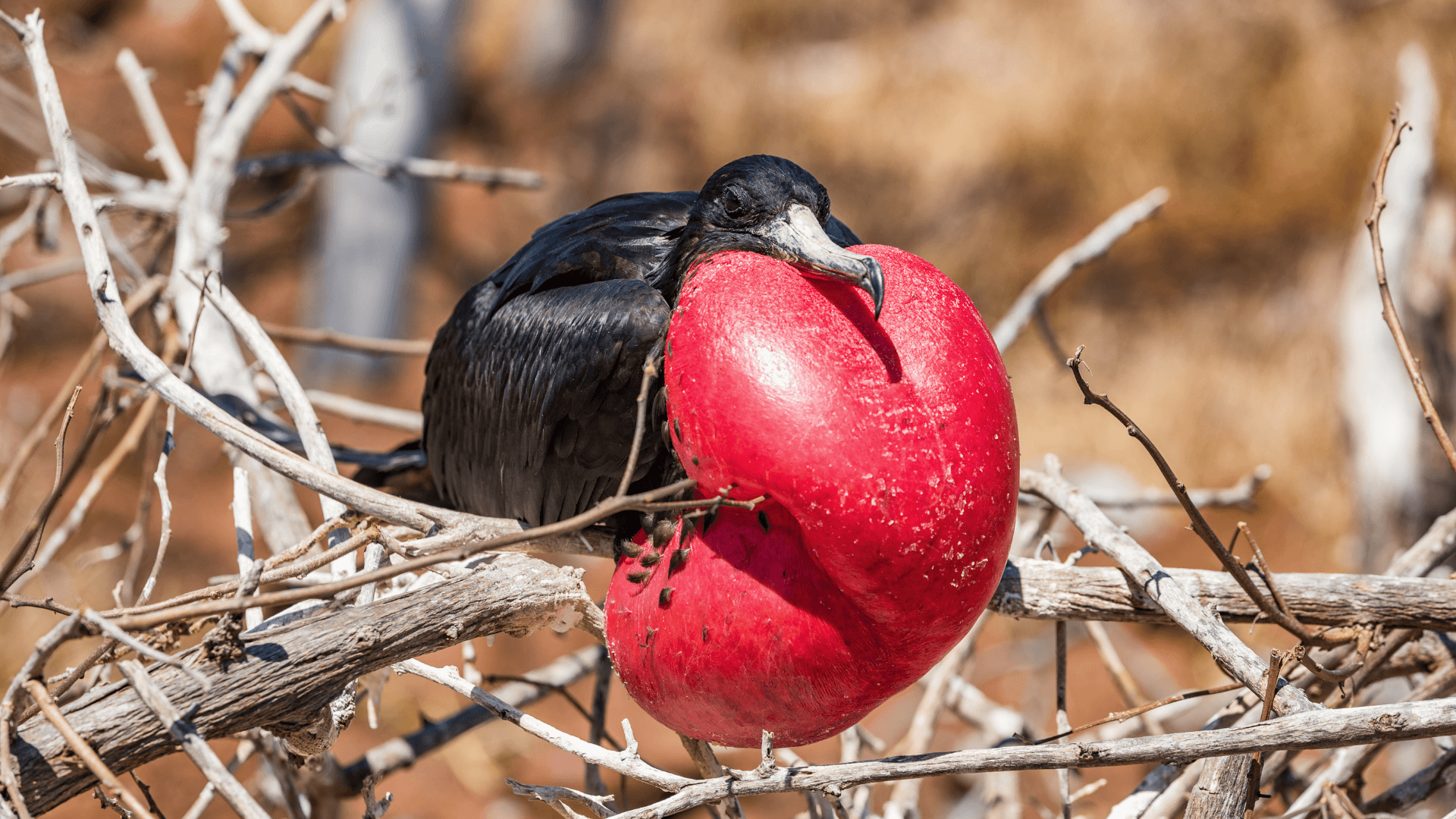 Frégate aux Galapagos en Equateur