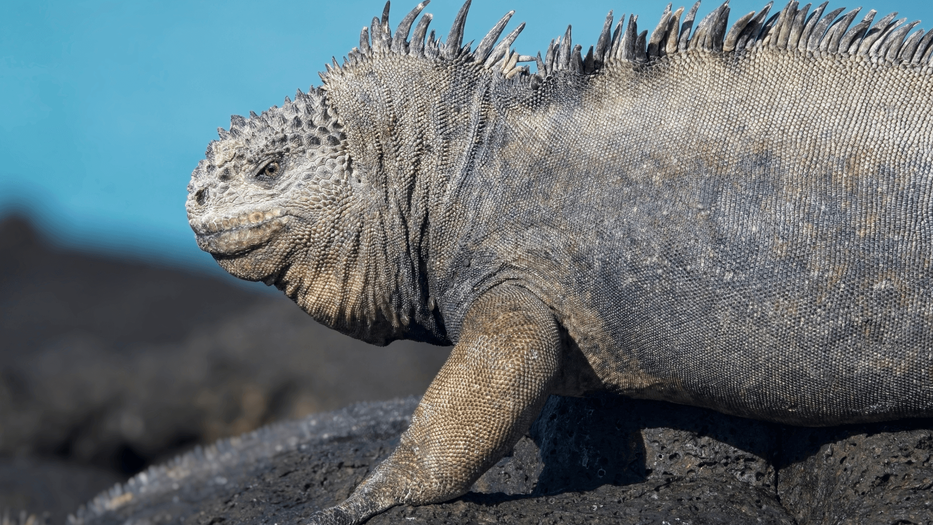 Iguane marin des Galapagos (Equateur)