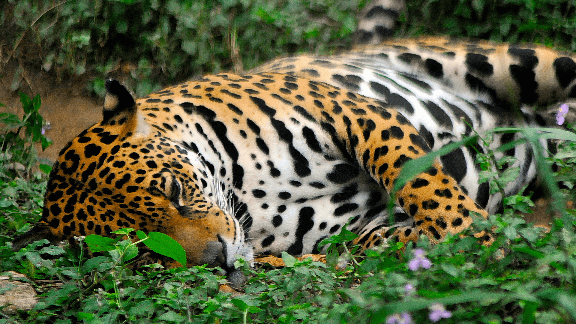 Jaguar Equateur