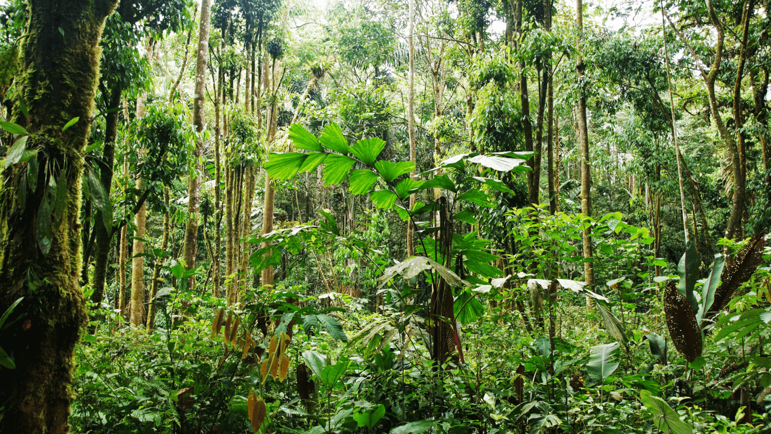 Jungle forêt amazonienne (Equateur)