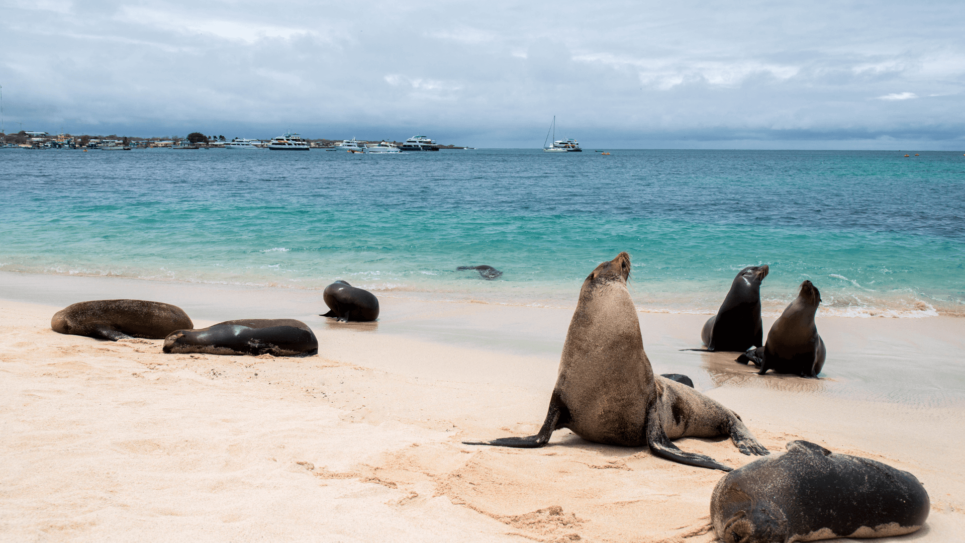 Otaries aux Galapagos (Equateur)