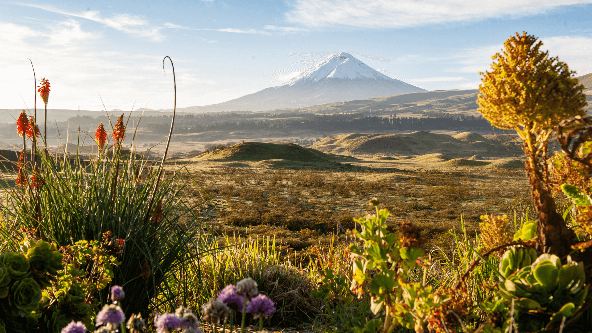 Parc national du Cotopaxi (Equateur)