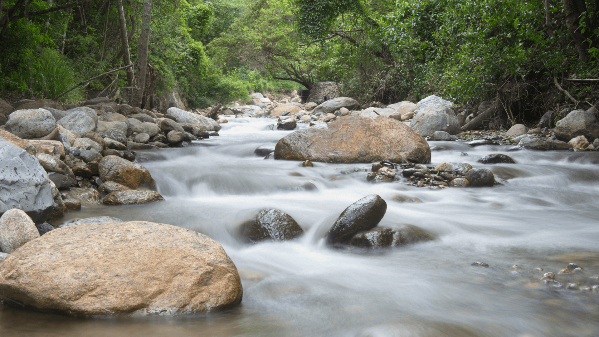 Parc National de Podocarpus (Equateur)