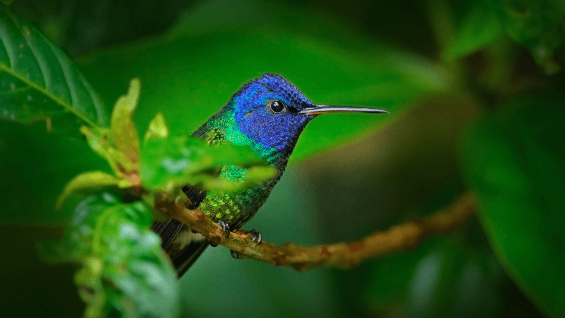 Parc National de Sumaco Napo Galeras (Equateur)