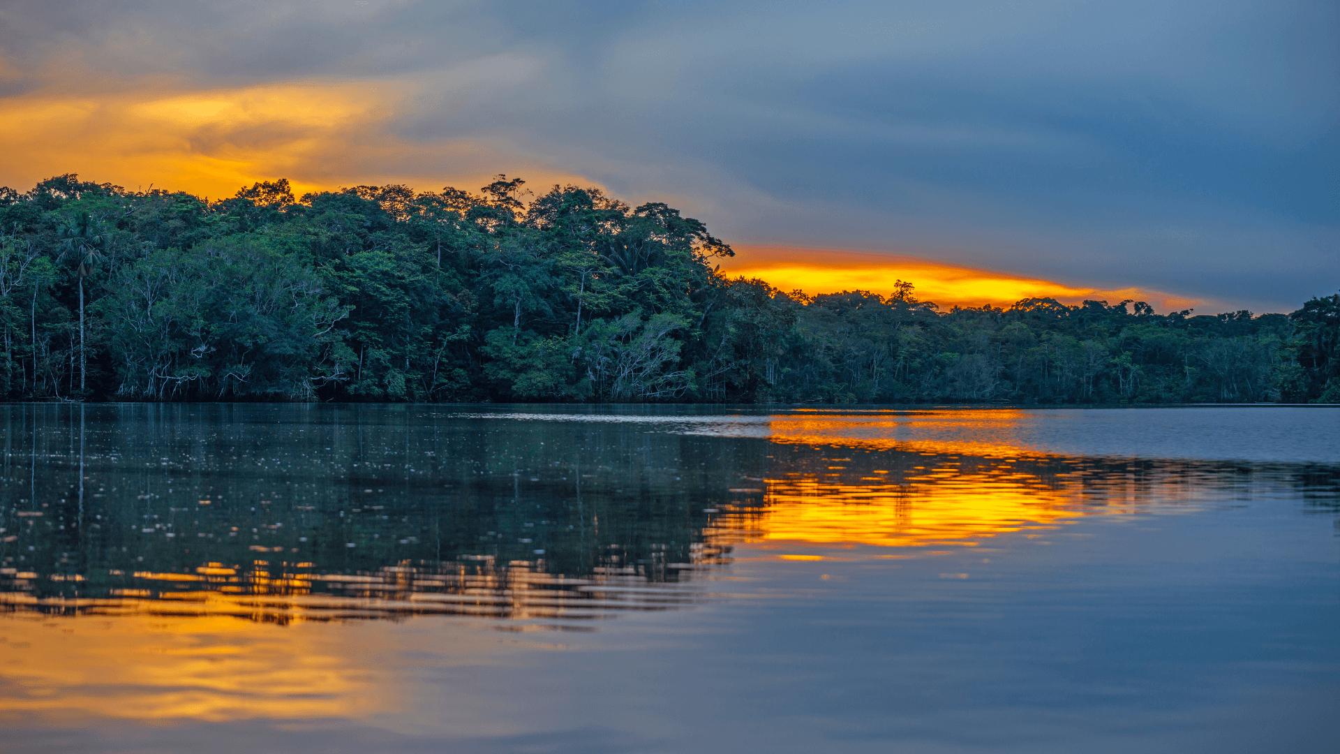 Parc National Yasuni (Equateur)