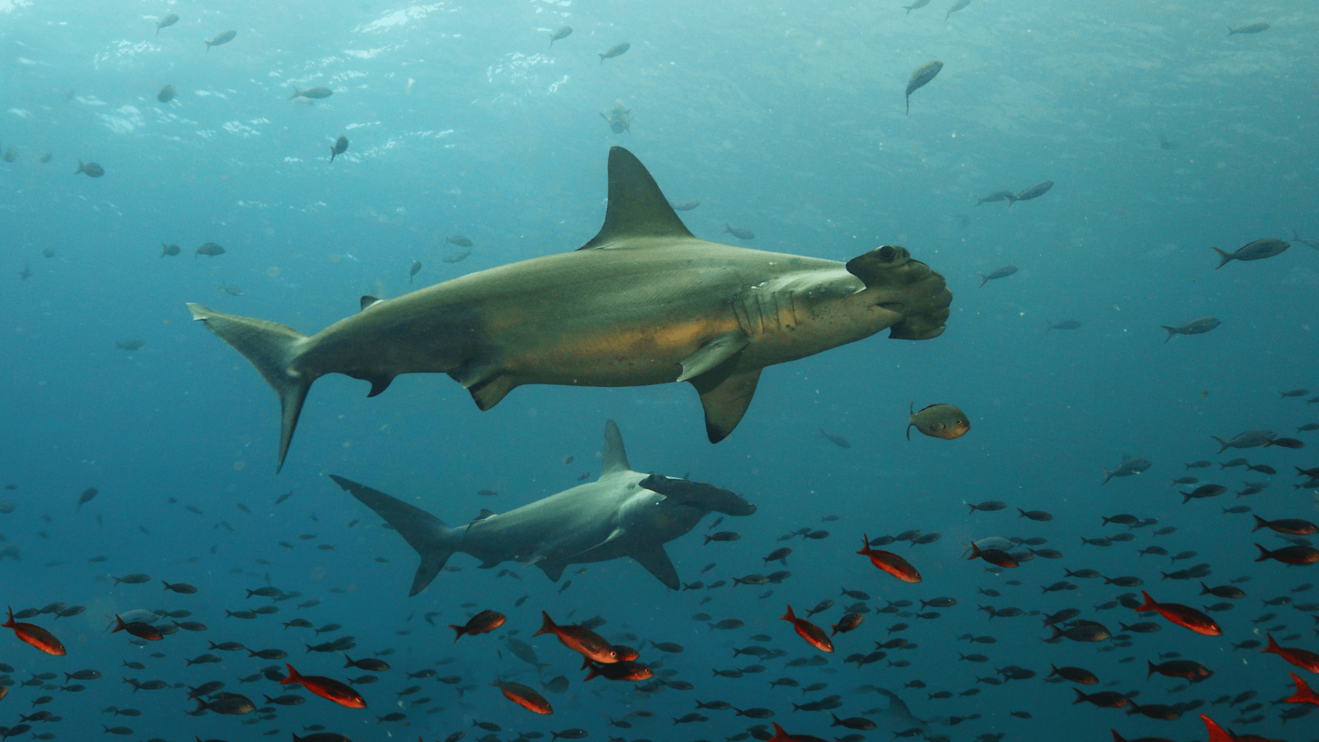 Requin marteau des Galapagos (Equateur)