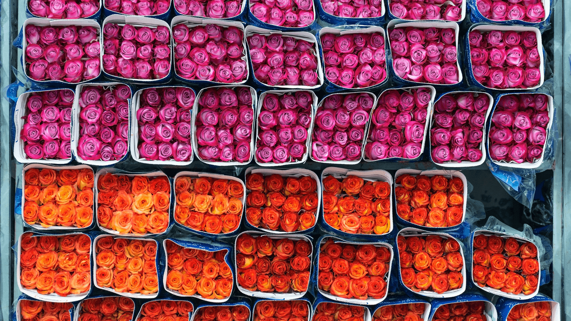 Roses d'Equateur