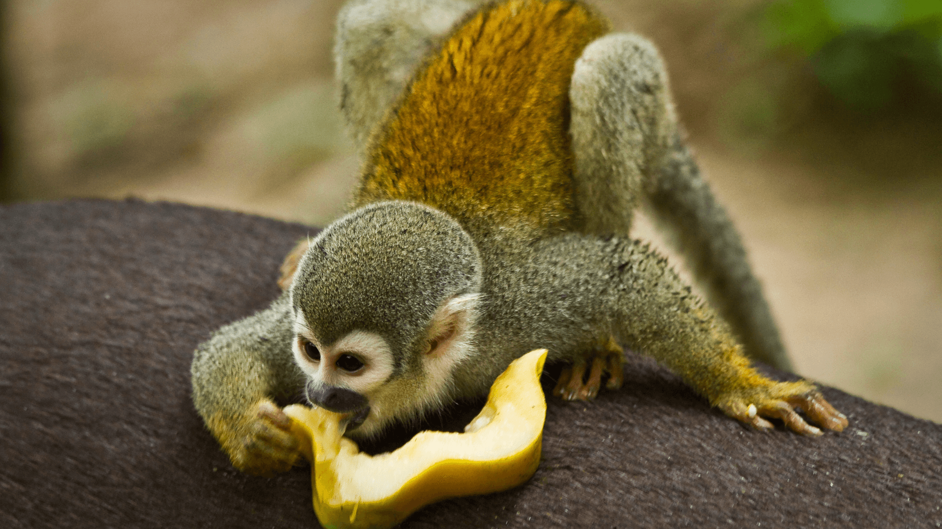 Singe de Yasuni (Equateur)