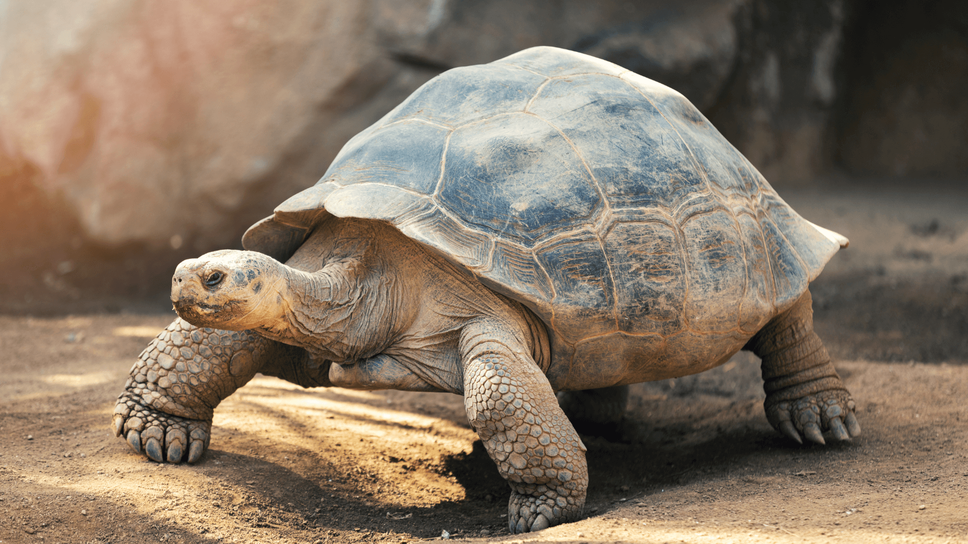 Tortue géante des îles Galapagos