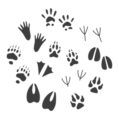 Biodiversité des îles Galapagos