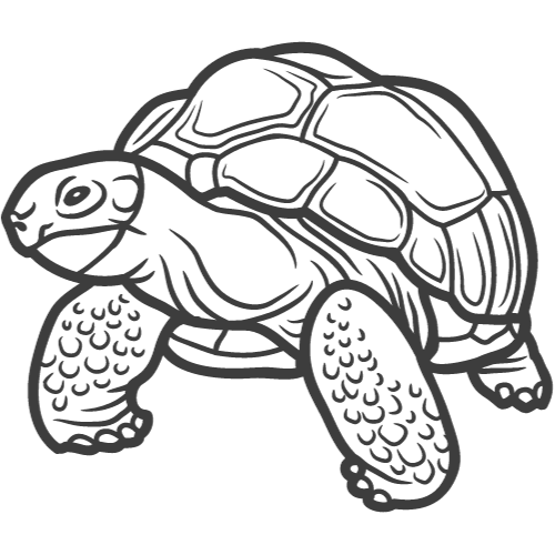 Tortue géante des Galapagos en pleine nature